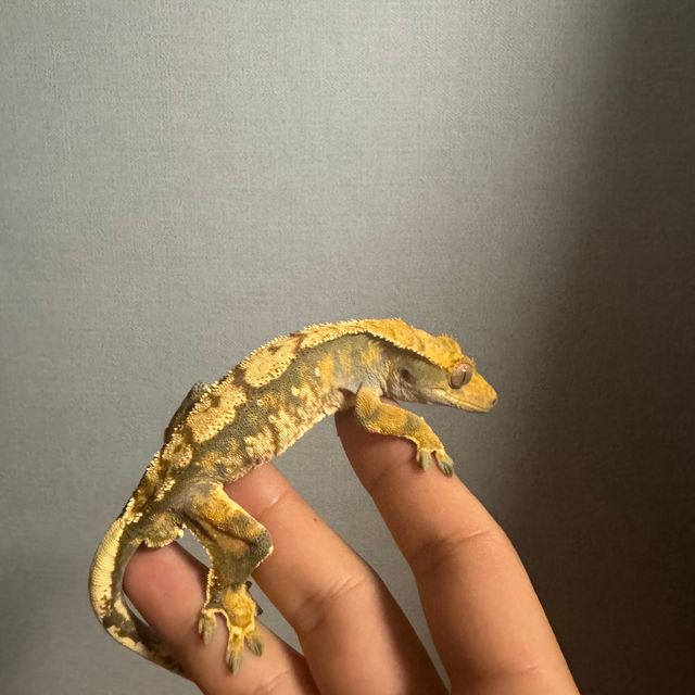 바브 레이지 트라이