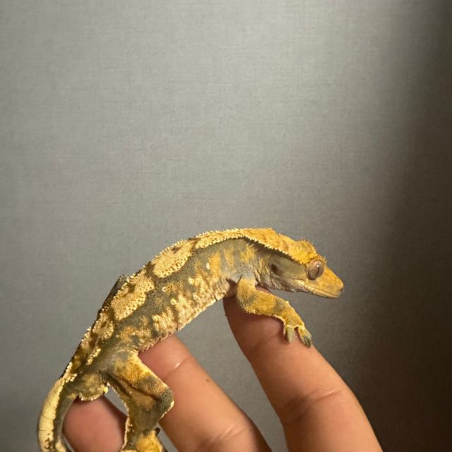 바브 레이지 트라이