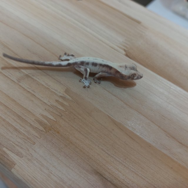 슈퍼세이블 릴리