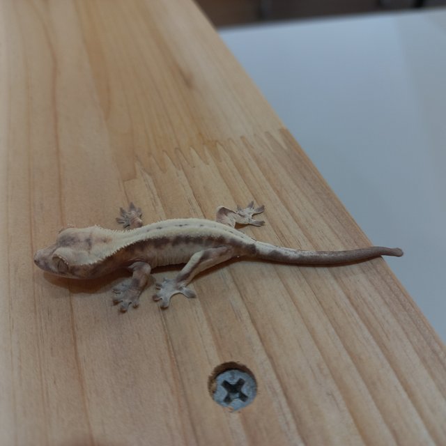 슈퍼세이블 릴리