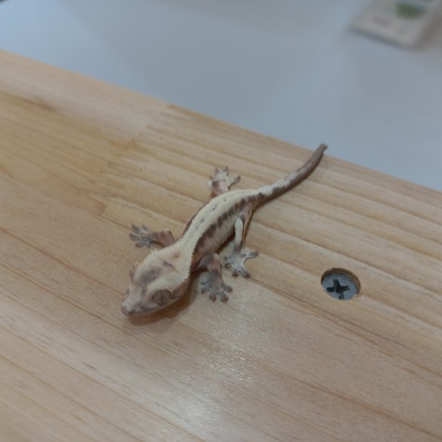 슈퍼세이블 릴리