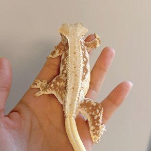 릴리화이트 레드