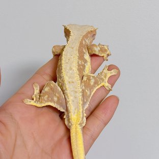 릴리화이트 레드