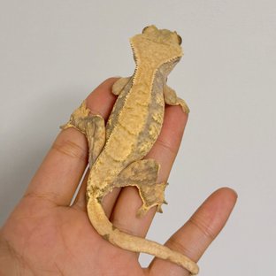 노멀 트라이 익스트림할리퀸