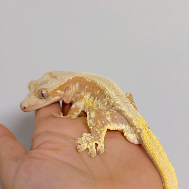 릴리화이트 레드