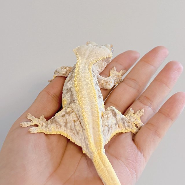 릴리화이트 솔리드백