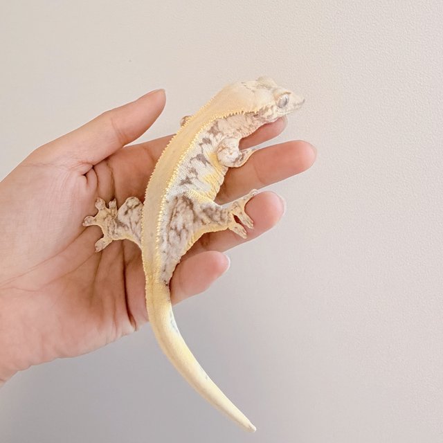 릴리화이트 솔리드백