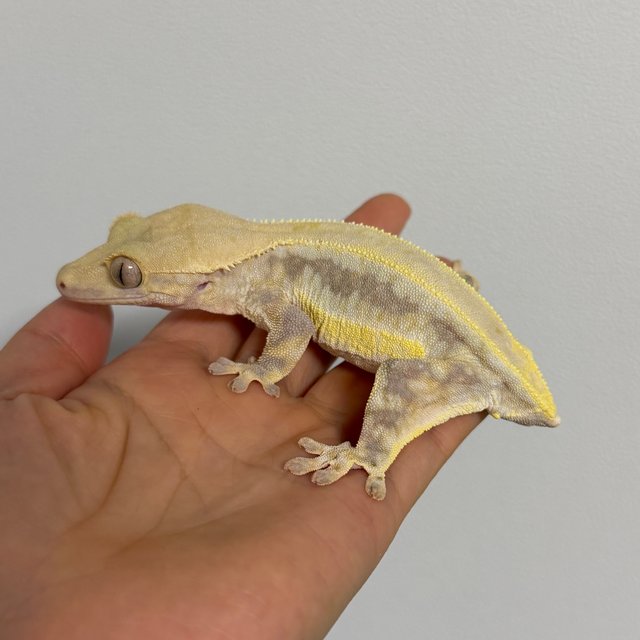 릴리화이트 솔리드백 풀핀