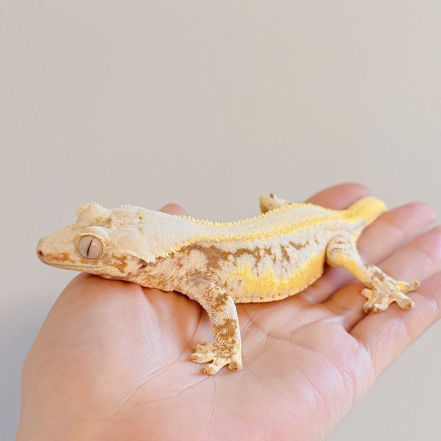 릴리화이트 솔리드백 풀핀