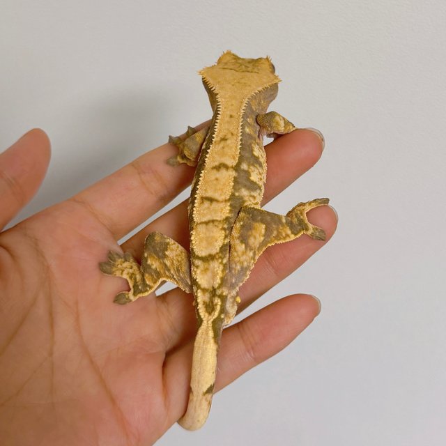 노멀 트라이 익스트림할리퀸