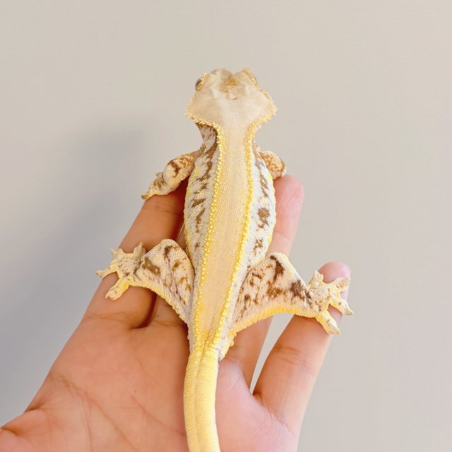 릴리화이트 솔리드백 풀핀