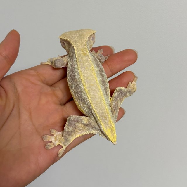 릴리화이트 솔리드백 풀핀