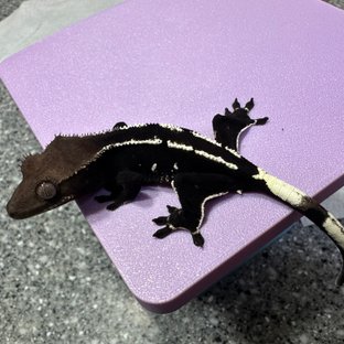 아잔틱