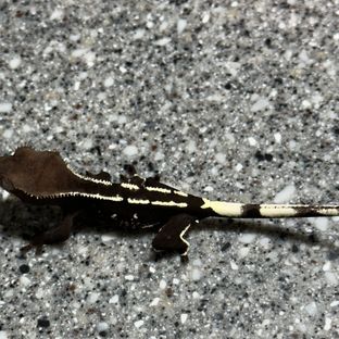 아잔틱