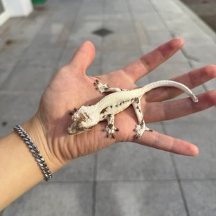 릴리 세이블