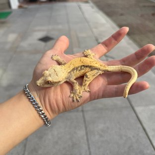 노멀