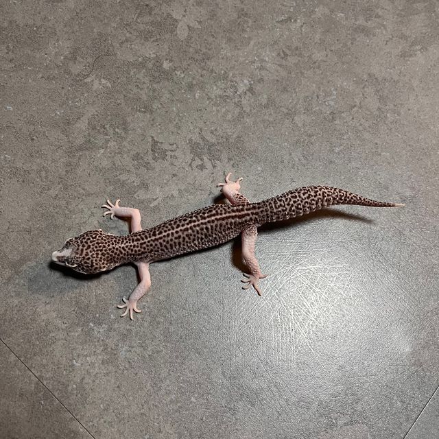 갤럭시
