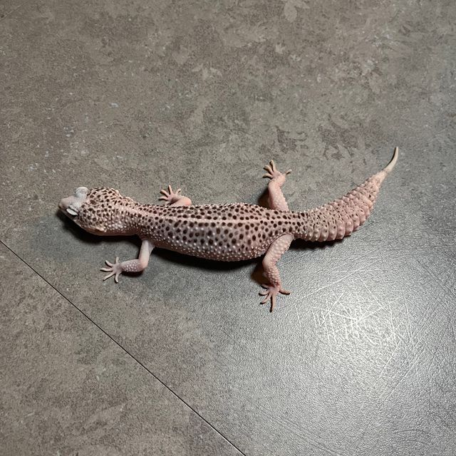 갤럭시