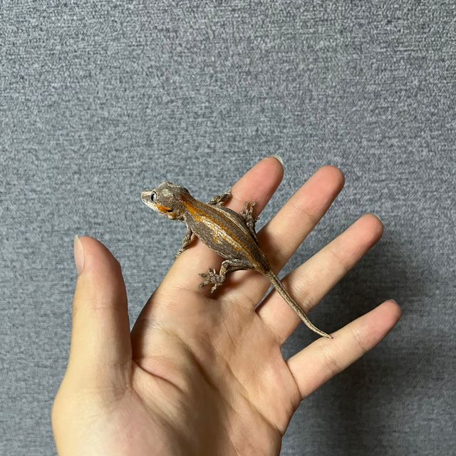 스트라이프