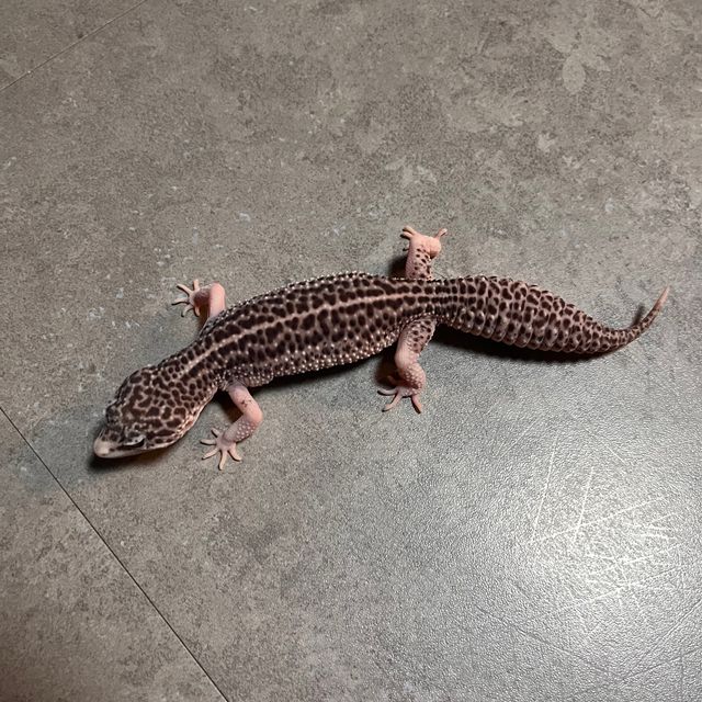 갤럭시