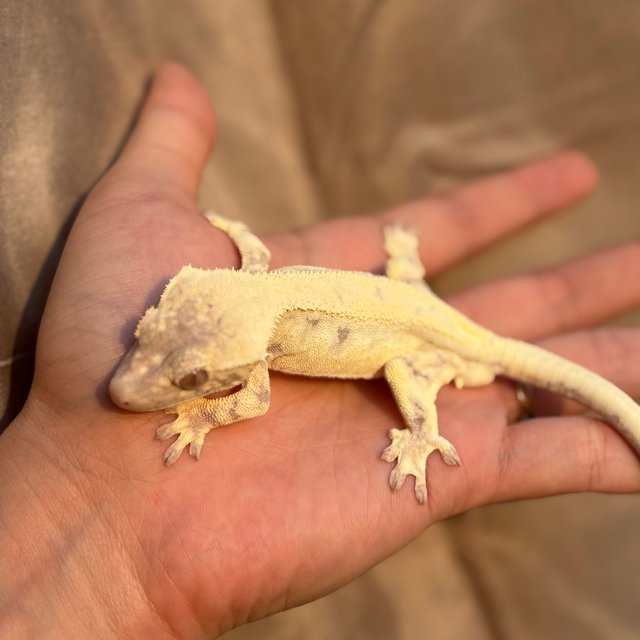 릴리 세이블 100%헷아잔틱