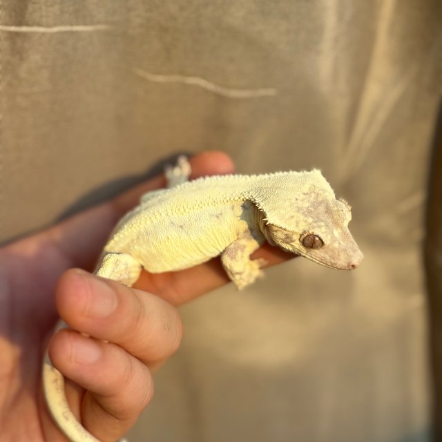 릴리 세이블 100%헷아잔틱