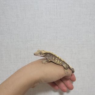 100%헷아잔틱 트라이