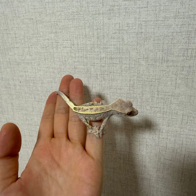 카푸치노