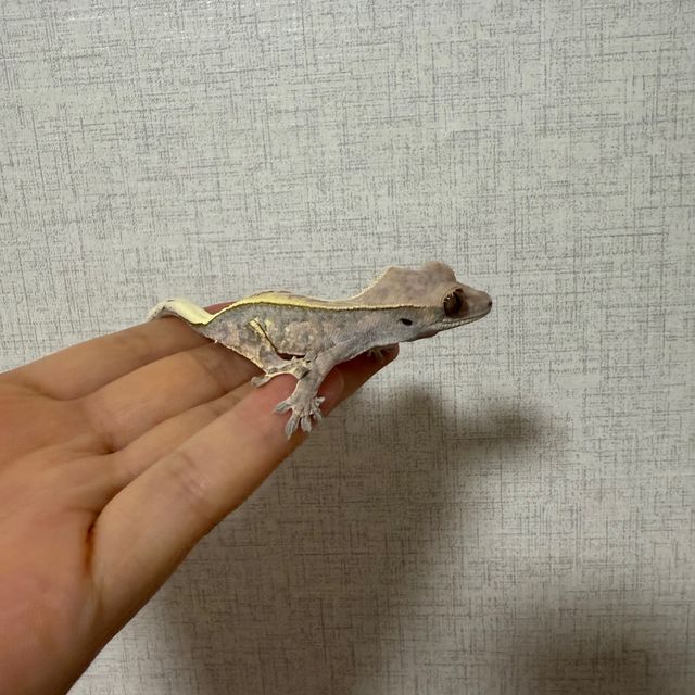 카푸치노