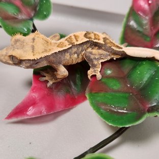 노멀 익스트림할리퀸