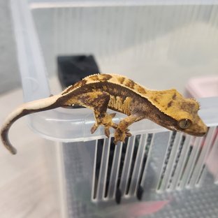 노멀 트라이 익스트림할리퀸