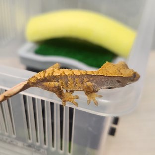 노멀 트라이 익스트림할리퀸