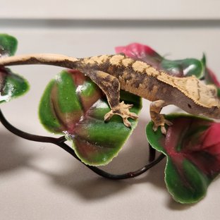 노멀 익스트림할리퀸