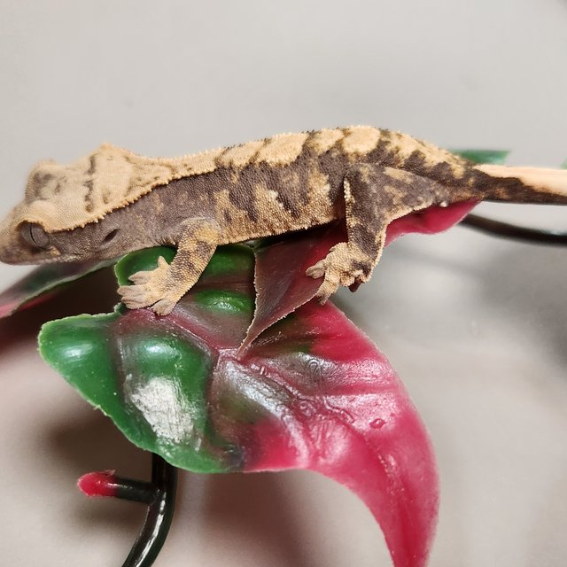 노멀 익스트림할리퀸