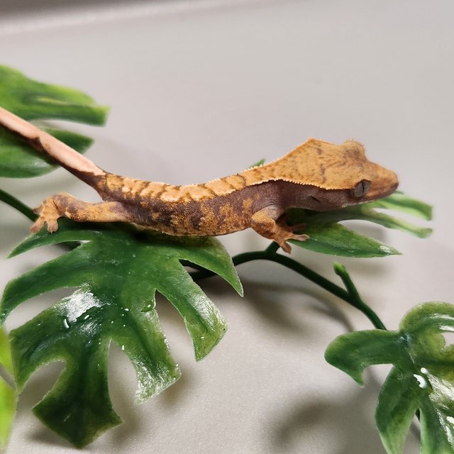 노멀 익스트림할리퀸