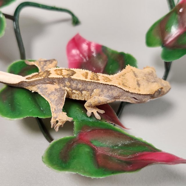 노멀 익스트림할리퀸