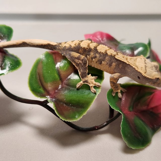 노멀 익스트림할리퀸