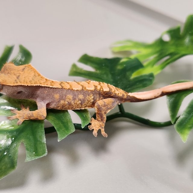 노멀 익스트림할리퀸