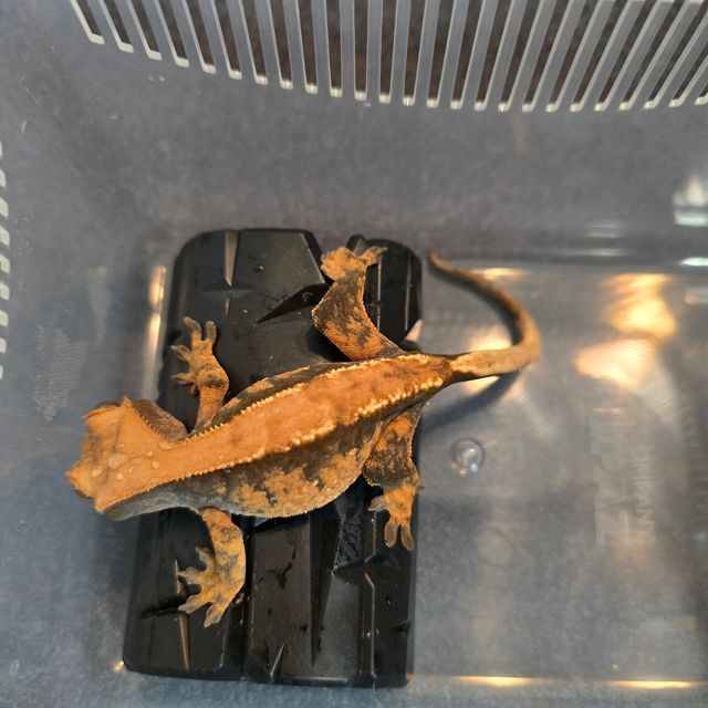 텐저린