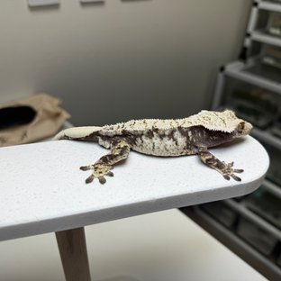 노멀 화이트 드리피 화이트스팟 화이트크라운 크림