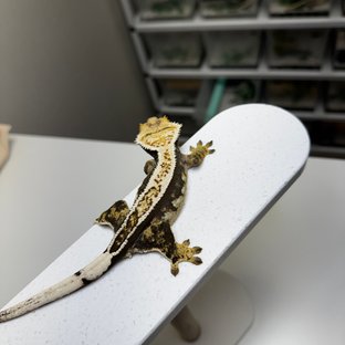 노멀 슈퍼스트라이프 풀핀 화이트크라운 엠티백 타이거