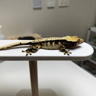 노멀 트라이 화이트크라운 타이거 텐저린 화이트