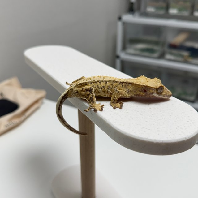 노멀 크림 옐로우