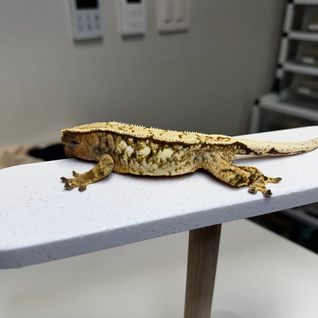 노멀 화이트크라운 타이거 텐저린