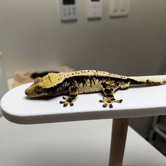 노멀 트라이 화이트크라운 타이거 텐저린 화이트