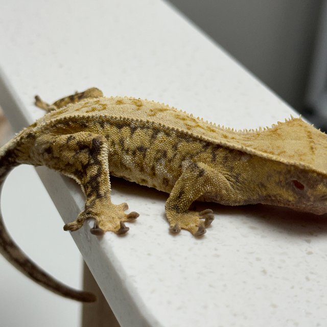 노멀 크림 옐로우