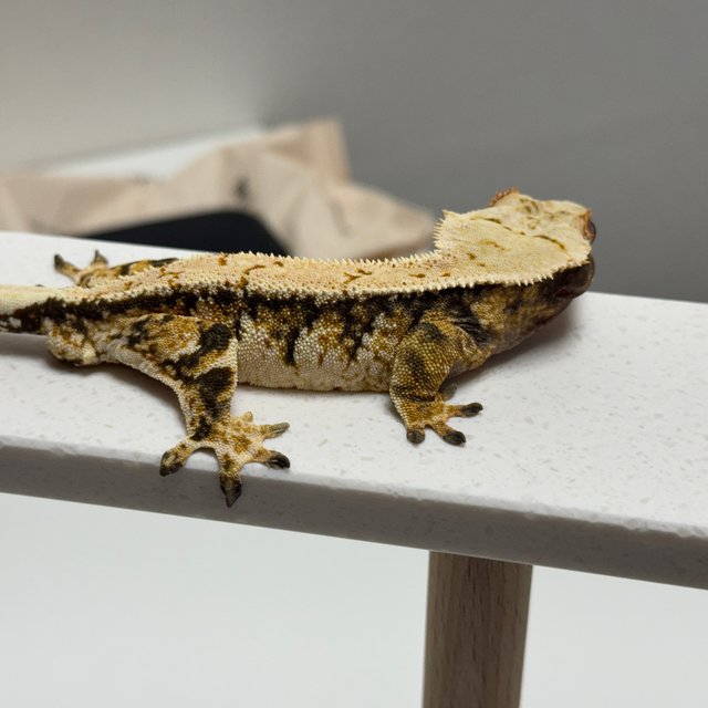 노멀 트라이 드리피 화이트스팟 화이트크라운 텐저린