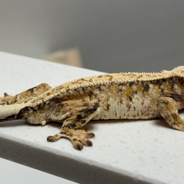 노멀 트라이 드리피 화이트스팟 화이트크라운 텐저린