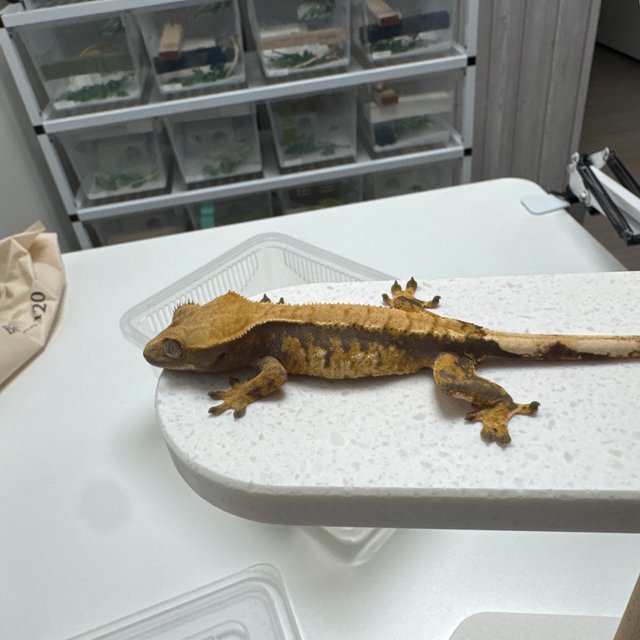 노멀 익스트림할리퀸 타이거