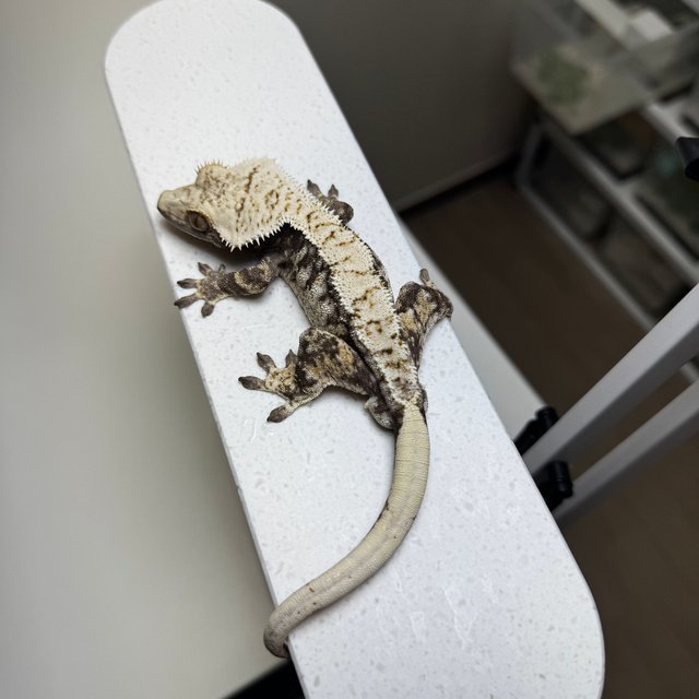 노멀 화이트 드리피 화이트스팟 화이트크라운 크림